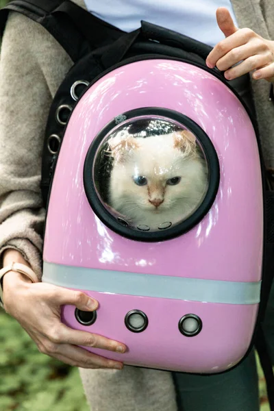 Dívka Drží Kočku Zabalenou Růžovém Kočičím Batohu Průhledným Oknem Domácí — Stock fotografie
