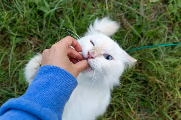 Weiße Pelzige Katze Die Mit Verrücktem Gesicht Nach Einem Leckerbissen — Stockfoto