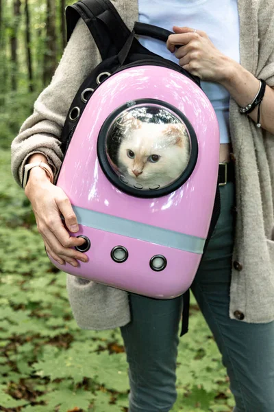 Chica Sosteniendo Gato Embalado Mochila Gato Rosa Con Ventana Transparente — Foto de Stock