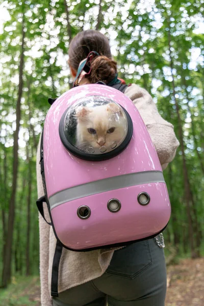 Kedi çantasından dışarı bakan şeffaf pencereli beyaz kedi. Kedi çantası kızların omuzlarında. Evcil kediler dışarıda ve evcil hayvan konseptiyle dolaşıyorlar.