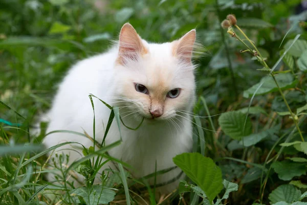 Hermoso Gato Peludo Blanco Mastica Hierba Verde Fresca Vitaminas Naturaleza — Foto de Stock