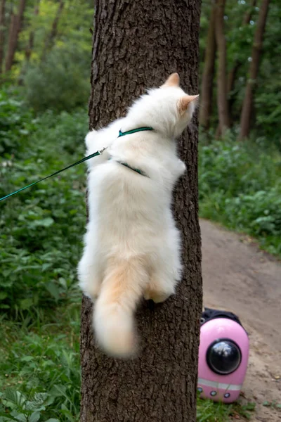 Hermoso Gato Peludo Blanco Sube Árbol Con Correa Gatos Domésticos — Foto de Stock