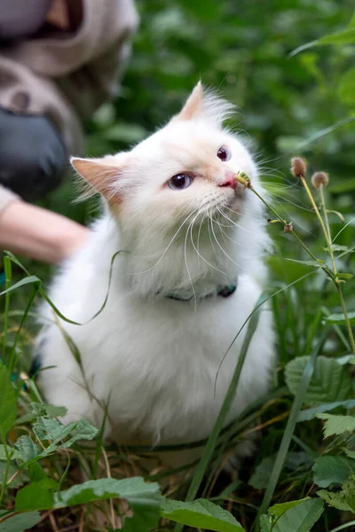 Bonito Gato Peludo Branco Sobe Árvore Trela Gatos Domésticos Fora — Fotografia de Stock