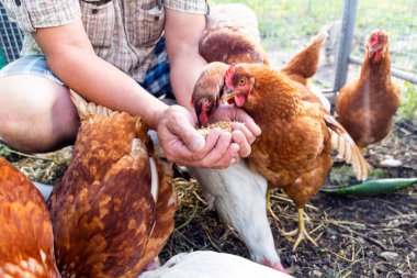 Çiftçi tavuklarını tahılla besliyor. Doğal organik tarım kavramı