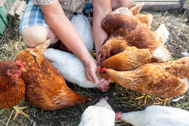 Çiftçi tavuklarını tahılla besliyor. Doğal organik tarım kavramı