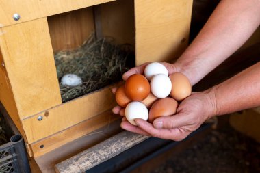 Çiftçinin erkek eli, yumurtayı kümesten toplar. Modern geçim çiftçiliği kavramı. 