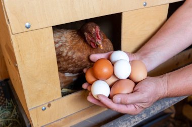 Çiftçinin erkek eli, yumurtayı kümesten toplar. Modern geçim çiftçiliği kavramı. 