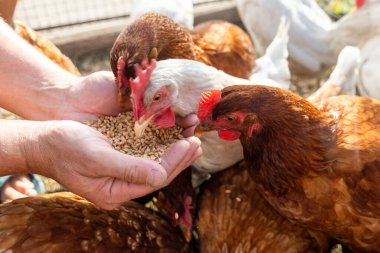 Çiftçi tavuklarını tahılla besliyor. Doğal organik tarım kavramı