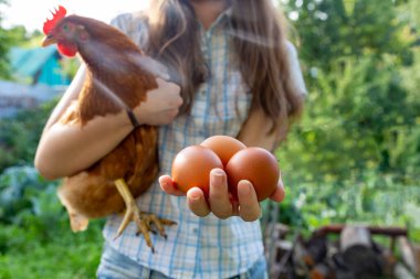 Güneşli bir günde elinde tavuk ve yumurta olan bir kız. Geçim çiftçiliği ve organik gıda kavramı