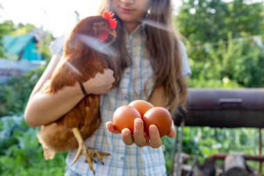 Güneşli bir günde elinde tavuk ve yumurta olan bir kız. Geçim çiftçiliği ve organik gıda kavramı