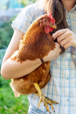 Young girl holds and hugs beautiful brown hen. Farmyard with poultry and domestic chicks clipart