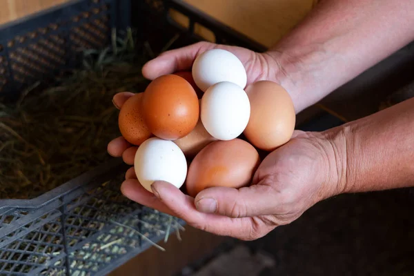 农夫的公手从鸡舍里捡鸡蛋 现代自给农业的概念 — 图库照片