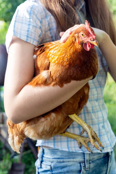 Genç kız güzel kahverengi tavuğu kucaklıyor ve kucaklıyor. Kümes hayvanları ve evcil piliçlerle dolu bir çiftlik.
