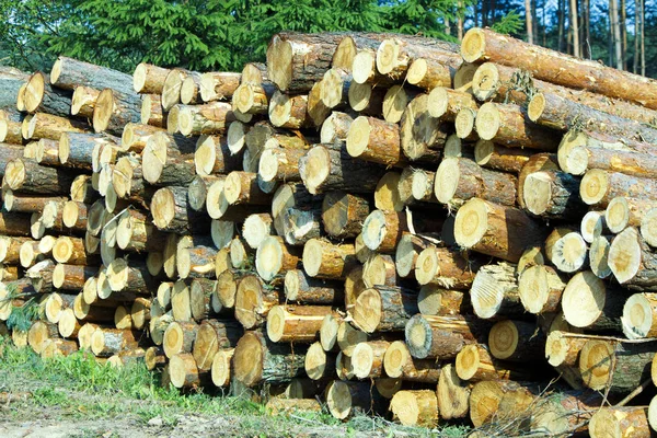 Дерев'яні колоди соснових лісів у лісі. Свіжі подрібнені дерев'яні колоди, складені один на одного в купі . — стокове фото
