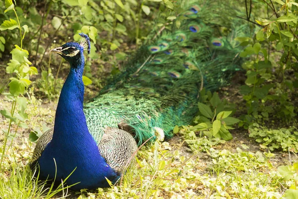 Wild peacock in nature. copy space and close-up shot — Stock Photo, Image