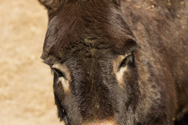 Vista de cerca de una cabeza de burro con orejas largas y ojos tristes — Foto de Stock