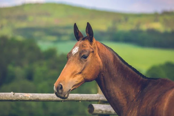 Belle Jument Couleur Rougeâtre Akhal Teke Race Cheval Turkménistan Étoile — Photo