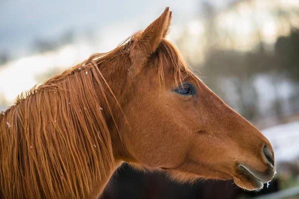 Portrait Profil Cheval Châtaignier Debout Dans Pâturage Par Une Journée — Photo