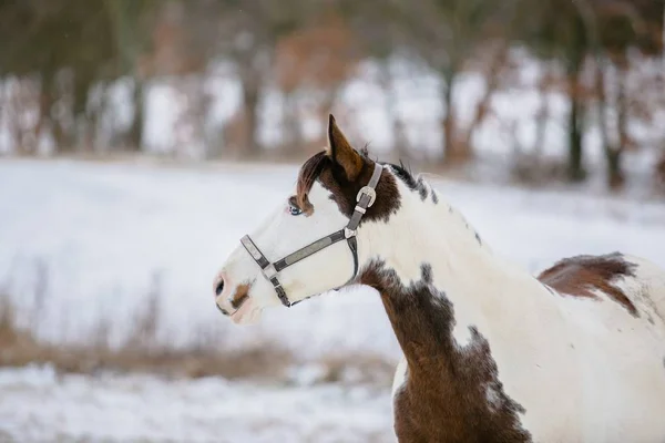 Portrait Cheval Peinture Blanc Brun Aux Yeux Bleus Licol Sur — Photo