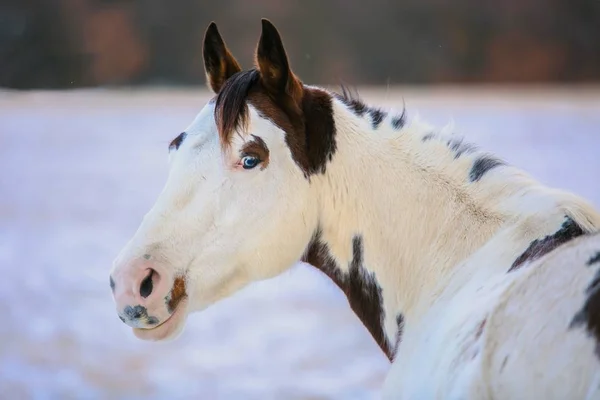 Feliz, Sorrindo, Cinzento, Latvian, Raça, Cavalo, Retrato Foto