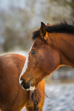 Profil portre siyah yele ve alnında beyaz şeritler ile kestane at bir mera bir güneşli soğuk kış günü, bulanık arka plan, zemin üzerinde duran karla kaplı