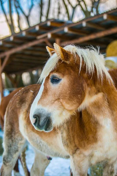 Portrait Cheval Haflinger Brun Blanc Debout Dans Pâturage Lors Une — Photo