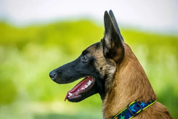 Portret Profil Pies Malinois Czarny Pysk Długie Uszy Brązowe Włosy — Zdjęcie stockowe