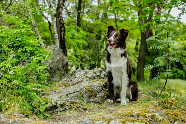 Hnědé Bílé Border Kolie Pes Jeho Jazyk Sedí Kusu Šedé — Stock fotografie