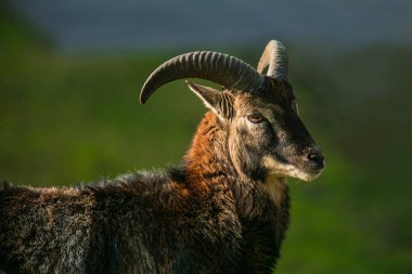 Portre bir genç musmon RAM, yaban koyunu, güneşli bir bahar gününde bir otlak ayakta kapatın, bulanık yeşil arka plan