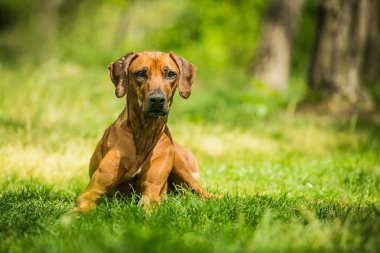 Rodezya ridgeback kahverengi saçlı yeşil çimenlerin üzerinde güneşli yaz günü doğada, ağaçlar arka planda uzanarak
