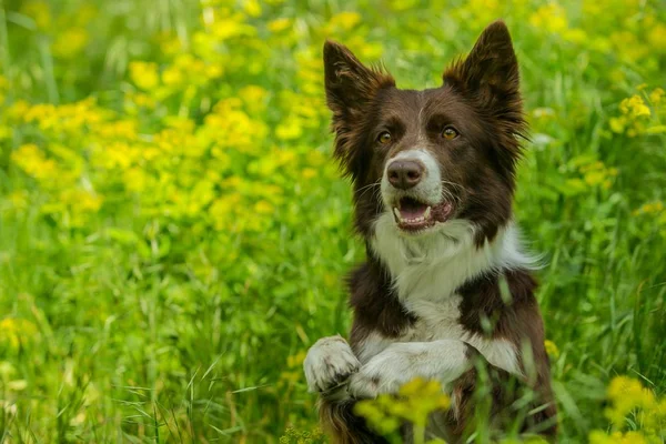 Ritratto Carino Marrone Bianco Bordo Collie Cane Con Sguardo Curioso — Foto Stock