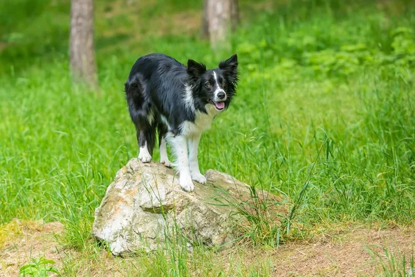 Lindo Perro Collie Borde Blanco Negro Joven Está Punto Saltar — Foto de Stock