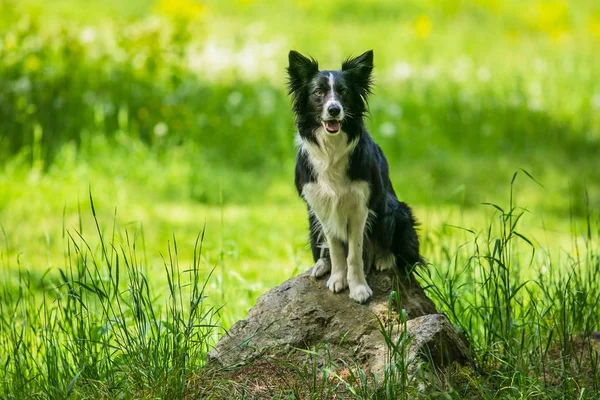 Adorable Young Black White Border Collie Dog Sitting Piece Rock — Stock Photo, Image