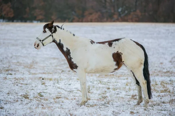 Portrait Beau Cheval Peinture Blanc Brun Aux Yeux Bleus Debout — Photo