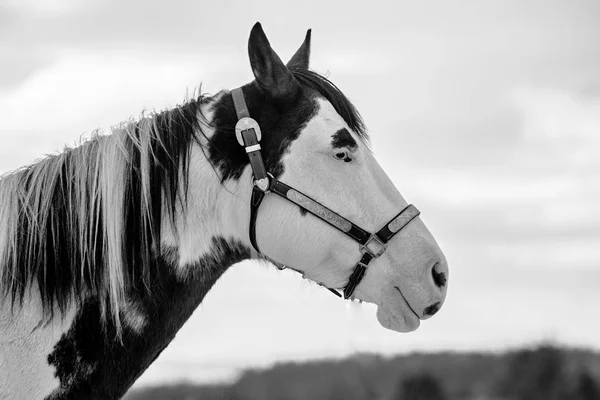 Portrait Profil Beau Cheval Blanc Noir Avec Licol Debout Extérieur — Photo