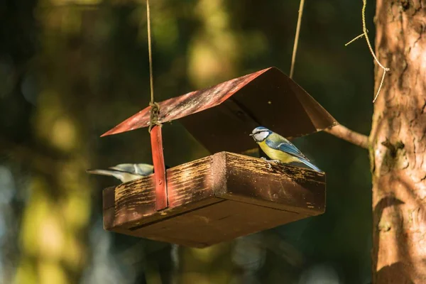 Dwa Ptaki Wielki Blue Tit Siedząc Podajnik Drewniane Wiszące Drzewie — Zdjęcie stockowe