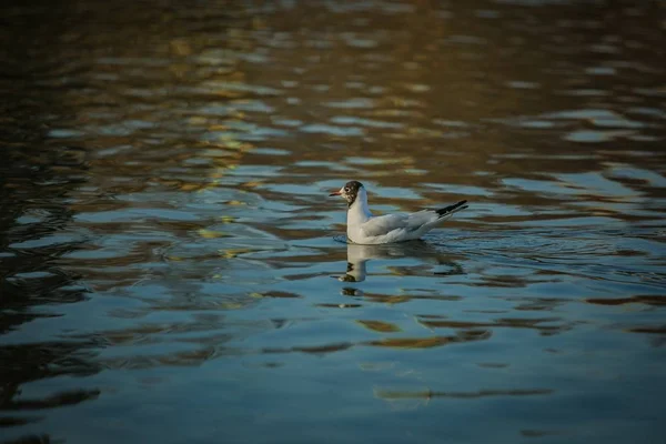 Bílá Šedá Černá Čele Racek Plavání Řece Slunečný Den Reflexe — Stock fotografie