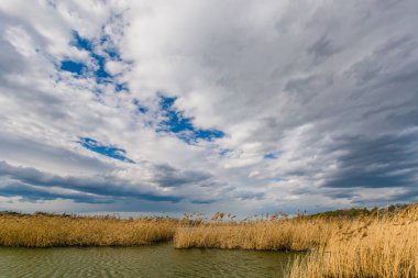 Bir göl ile sarı sazlık, koyu mavi gökyüzü ile beyaz cumulus bulutları, taze, parlak güneşli bahar günü açık havada, kırsal manzara