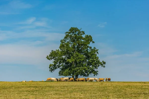 農村景観は 茶色と白の群れ牛暑い夏の天候の間に地平線 牧草地 青い空 白い雲晴れた日に緑の木下影を求めて — ストック写真