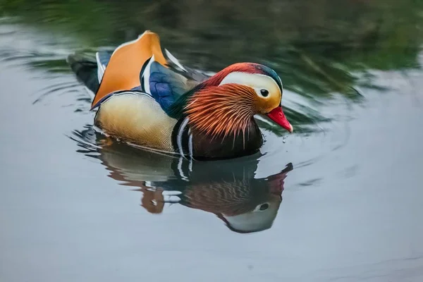 Colorful bright blue, orange, white, red, orange, black and brown mandarin male duck swimming in a lake on a spring day, reflection in grey water