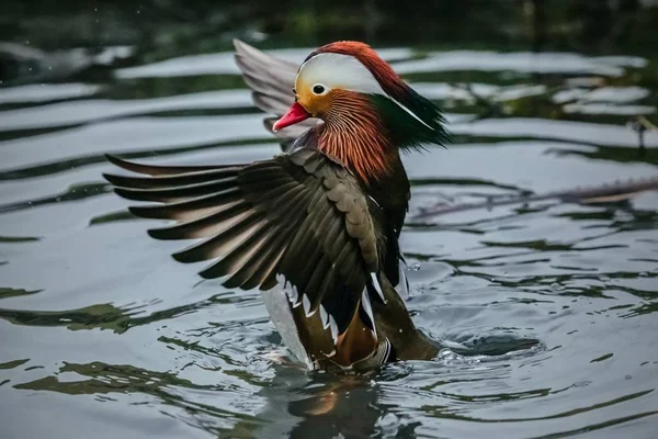 Wet colorful bright blue, white, red, orange, black and brown mandarin male duck swimming in grey water, stretching its wings