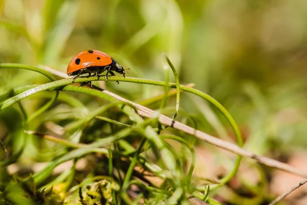 黒ドット緑の茎 ぼやけて背景 牧草地で晴れた春の日に登ると赤いテントウムシ — ストック写真