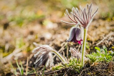 Taze Rüzgar çiçek, ayrıca denilen çayır anemone veya küçük pasque çiçek çiçekler ve kıllı sapı çakıllı bir çayırda büyüyen bahar güneşli gün, yeşil çimen, bulanık arka plan gibi koyu mor Kupası ile