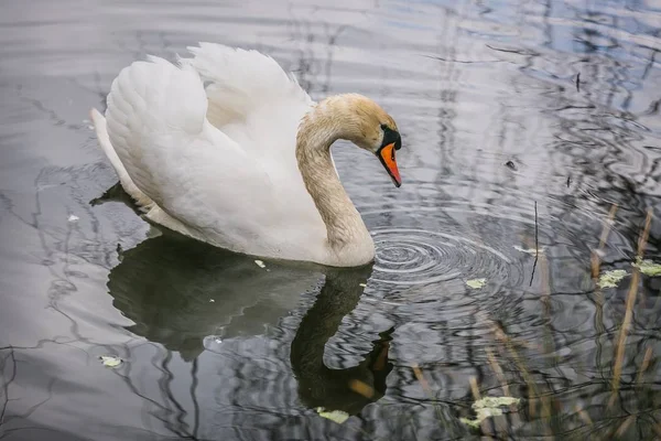 Detail Elegantní Bílá Labuť Oranžovým Zobákem Koupání Jezeře Přičemž Zeleným — Stock fotografie