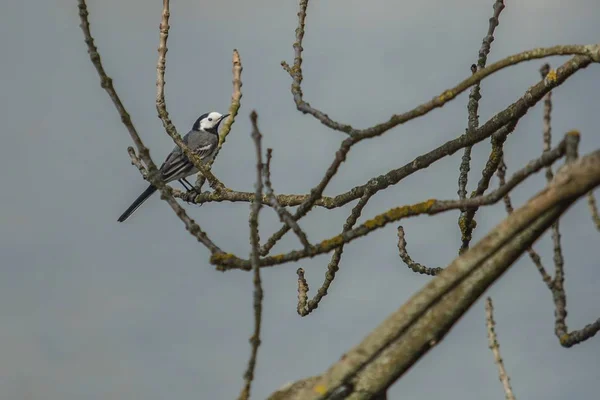 White Wagtail Grey White Black Colored Slender Bird Sitting Twig — Stock Photo, Image