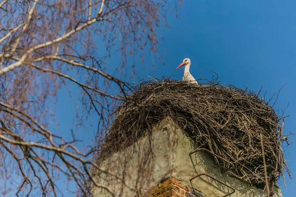 A white stork with red beak sitting on nest made of little brown twigs placed on top of chimney with red bricks, birch tree, sunny spring day, bright blue sky