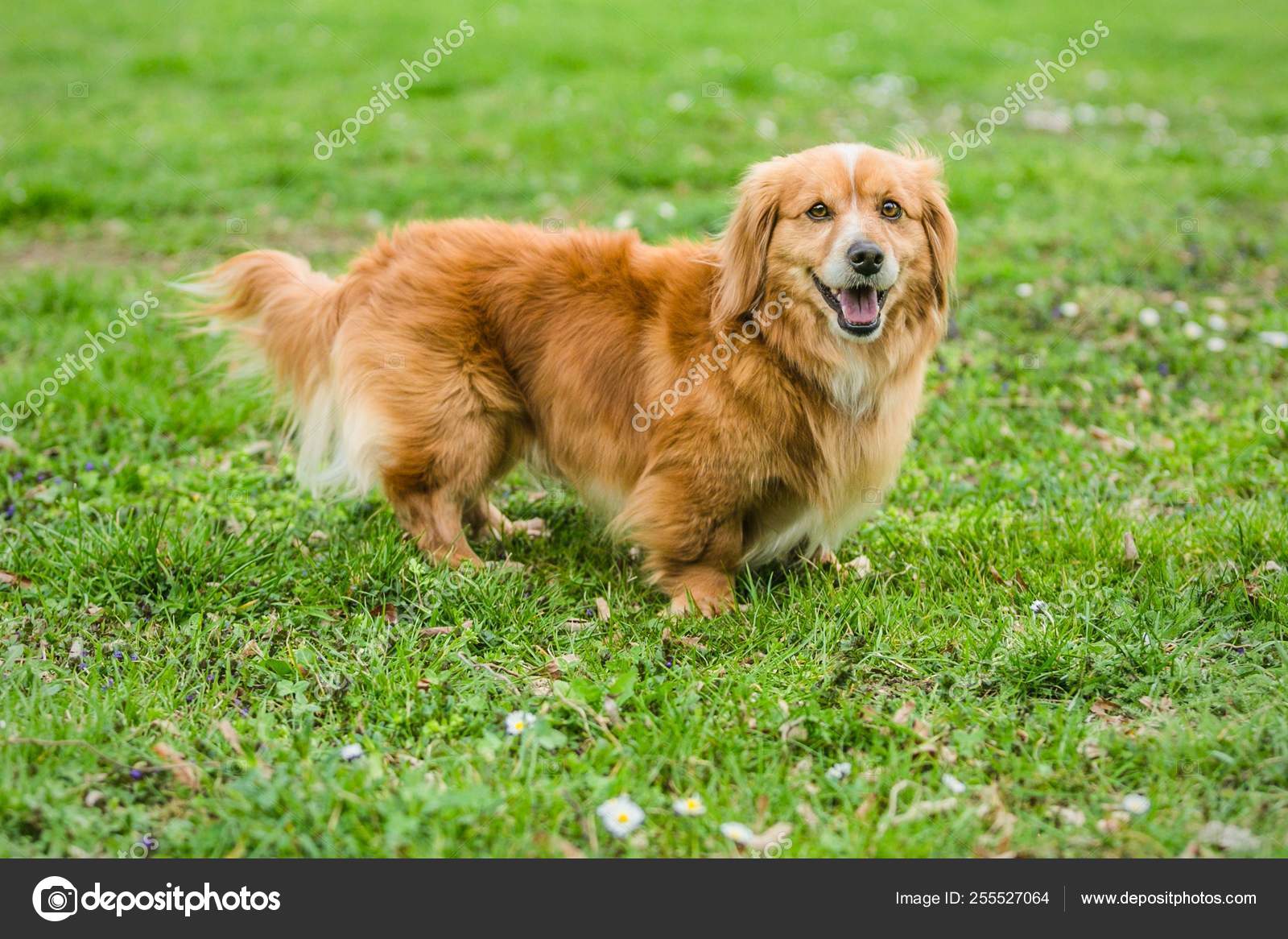 scramble Andesbjergene Afvist Small Cute Mixed Breed Brown Playful Dog Short Legs Standing Stock Photo by  ©Lioneska 255527064
