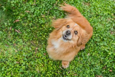 Sevimli küçük genç karma cins kahverengi kırmızımsı köpek görünümlü üst görünüm portre, gözleri yansıma, beyaz dişler ile açık ağız, taze yeşil çim üzerinde oturan, arka plan, kopya alanı