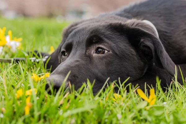 Triste Alla Ricerca Giovane Cucciolo Nero Cane Labrador Sdraiato Erba — Foto Stock