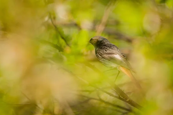 A small grey-black bird with red tail, a black redstart, perched on twig in a tree, hiding in green vegetation, blurry foreground, spring sunny day in a garden